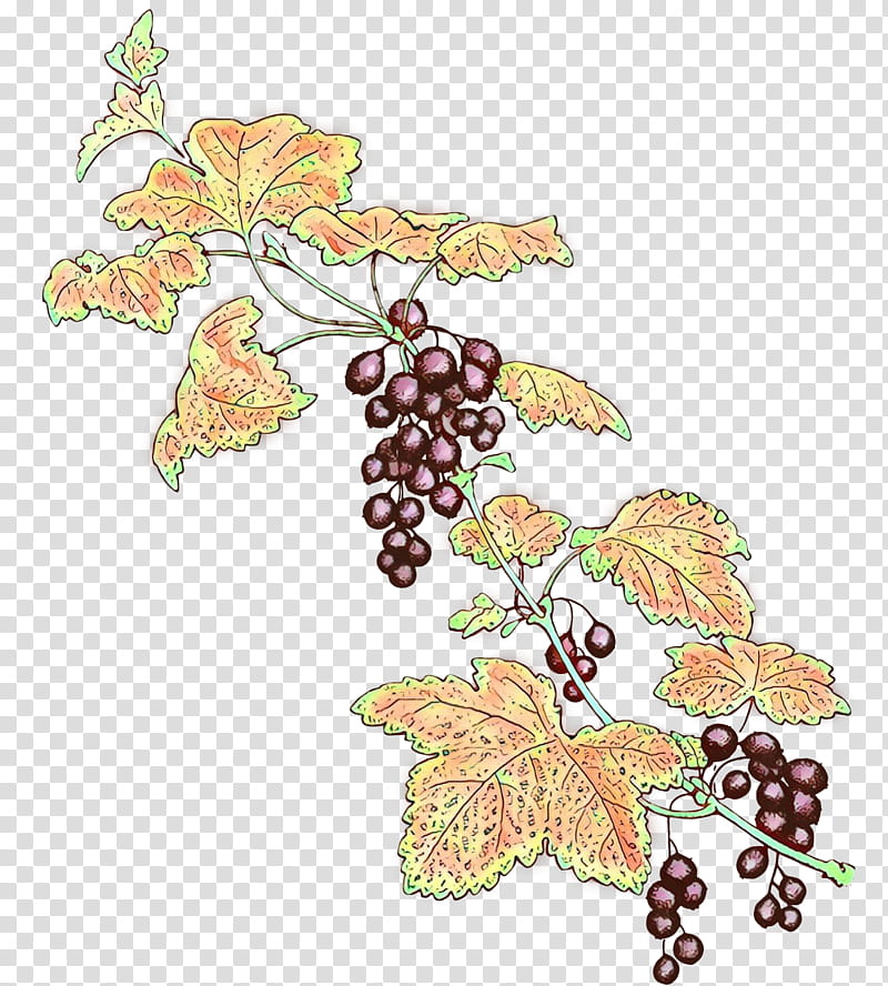 Plane, Grape Leaves, Leaf, Grapevine Family, Plant, Vitis, Flower, Fruit transparent background PNG clipart