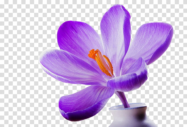 Flower, purple petaled flower in white ceramic vase transparent background PNG clipart