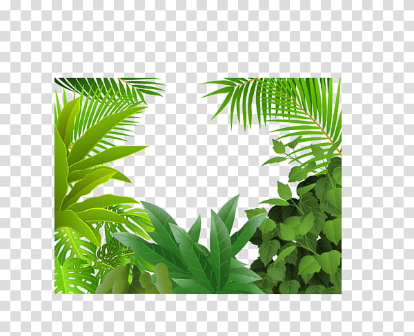 Palm Tree Drawing, Green, Leaf, Bougainvillea Spectabilis, Palm Trees, Painting, Vegetation, Plant transparent background PNG clipart