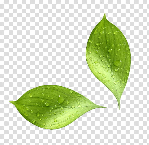 Cartoon Nature, Natural Environment, Leaf, Moisture, Water, Biophysical Environment, Dew, Humidity transparent background PNG clipart