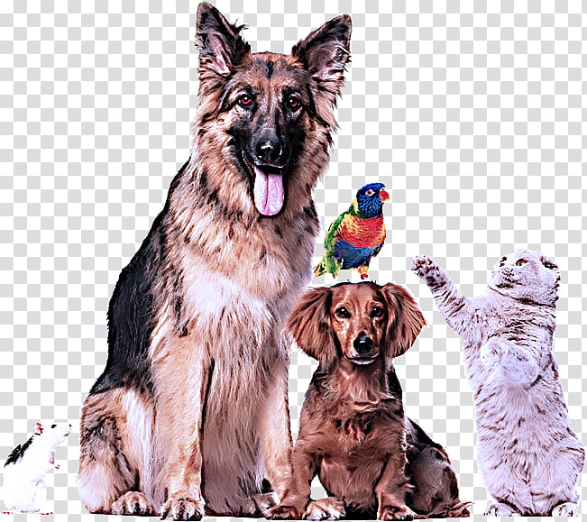 dog sporting group rare breed (dog) german shepherd dog giant dog breed, Rare Breed Dog transparent background PNG clipart