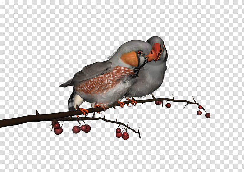 Bird, two gray zebra finch perching on branch of tree illustration transparent background PNG clipart