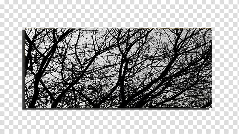 Something , withered tree branches transparent background PNG clipart