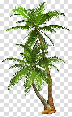 Tropical, green and brown coconut tree transparent background PNG clipart
