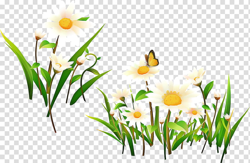 Drawing Of Family, Chamomile, German Chamomile, Flower, Common Daisy, Oxeye Daisy, Roman Chamomile, Mayweed transparent background PNG clipart