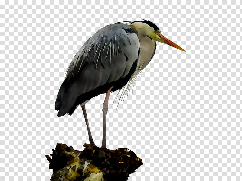 Crane Bird, White Stork, Heron, Beak, Wader, Great Blue Heron, Great Heron, Pelecaniformes transparent background PNG clipart