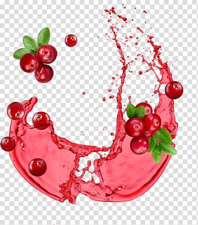 Holly, Berry, Fruit, Cherry, Cranberry, Food, Plant, Currant transparent background PNG clipart