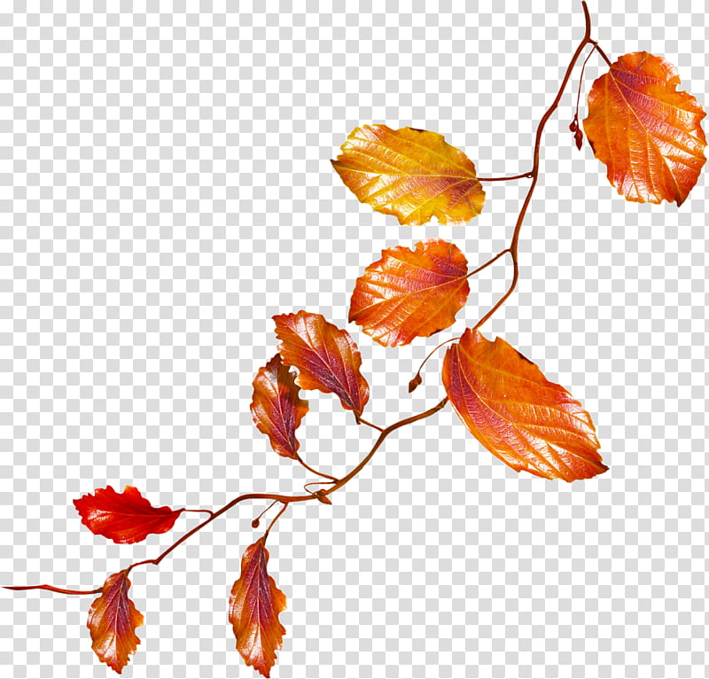 Orange, Leaf, Twig, Plant, Tree, Branch, Flower, Black Maple transparent background PNG clipart