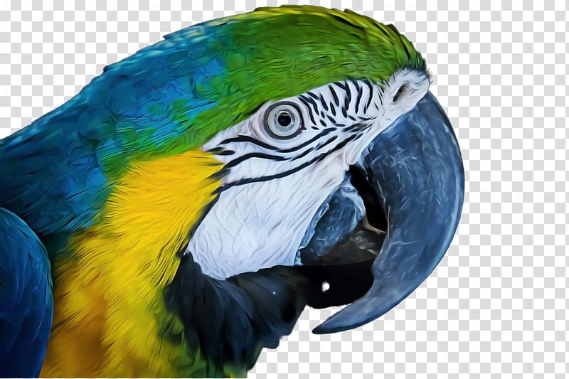 Feather, Bird, Macaw, Beak, Parrot, Parakeet, Budgie, Perico transparent background PNG clipart