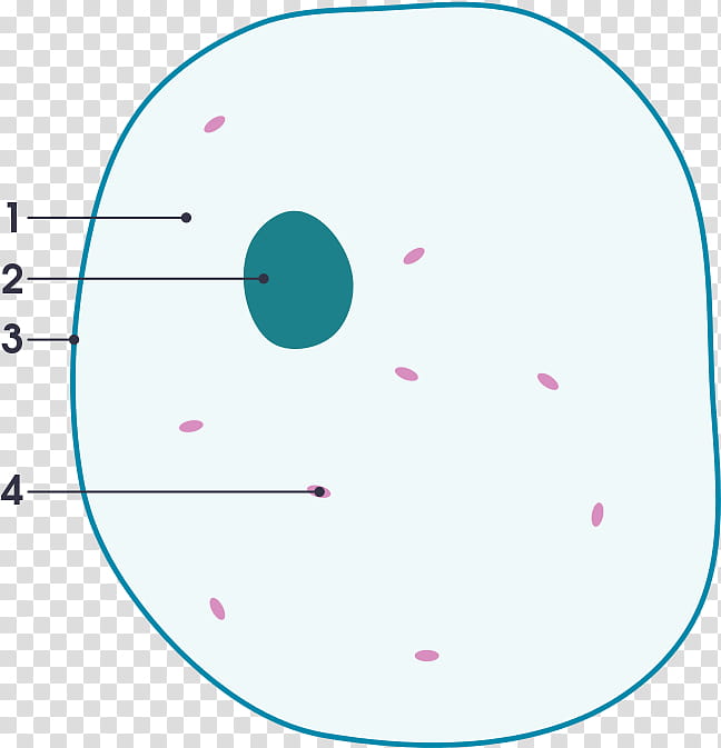 Cell Circle, Cell Membrane, Biological Membrane, Cell Nucleus, Plant Cell, Diagram, Bacterial Cell Structure, Biology transparent background PNG clipart