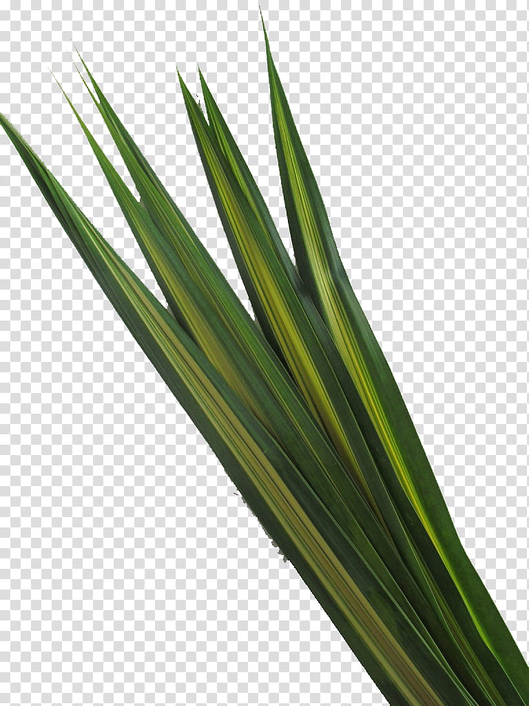 Grass, Sweet Grass, Welsh Onion, Leaf, Plant Stem, Commodity, Grasses, Plants transparent background PNG clipart