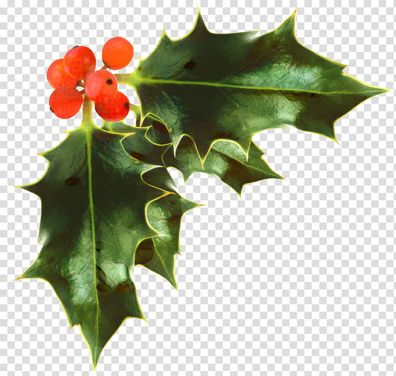 Christmas Poinsettia, Christmas Day, Common Holly, Web Design, Christmas Decoration, Wreath, Leaf, Plant transparent background PNG clipart