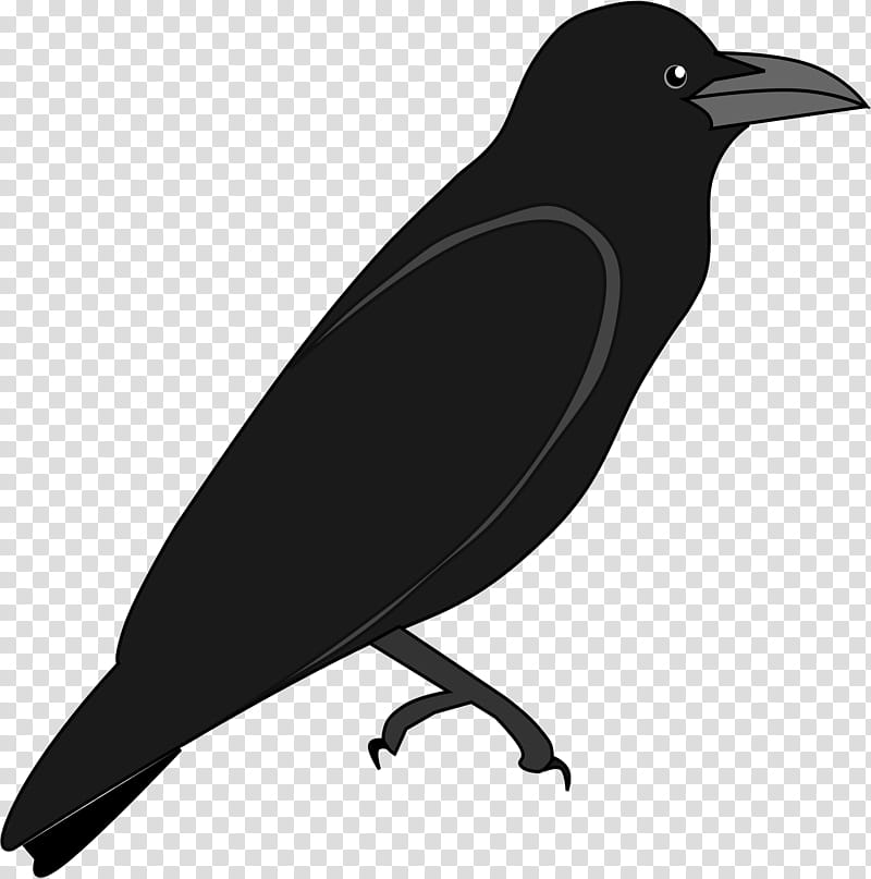 Cartoon Bird, American Crow, Rook, New Caledonian Crow, Common Raven, Largebilled Crow, Cape Crow, Crow Family transparent background PNG clipart