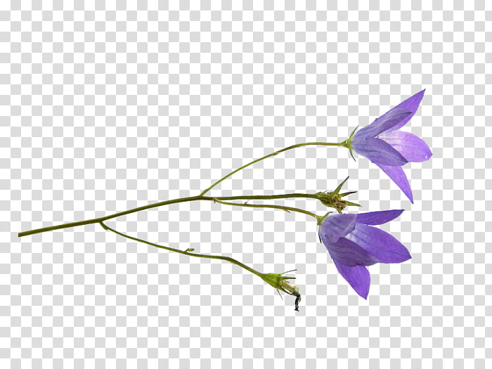 Flowers, Harebell, Petal, Bellflower Family, Wildflower, Plant Stem, Cut Flowers, Platycodon Grandiflorus transparent background PNG clipart