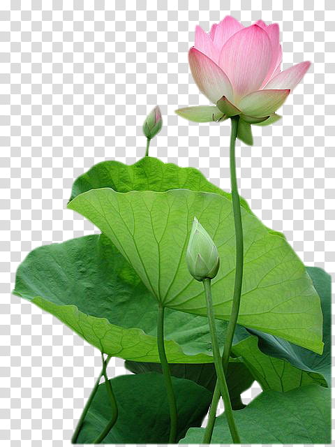 , pink lotus flowers and elephant ear plants transparent background PNG clipart