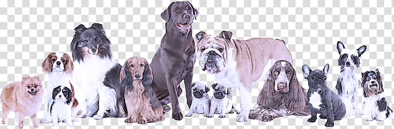 dog giant dog breed sporting group neapolitan mastiff rare breed (dog), Rare Breed Dog transparent background PNG clipart