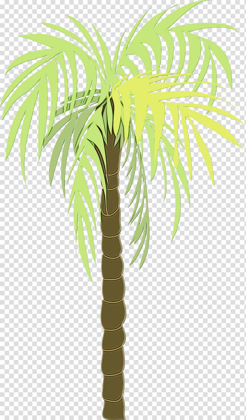 Date Tree Leaf, Asian Palmyra Palm, Coconut, Palm Trees, Plant Stem, Date Palm, Text, Flowerpot transparent background PNG clipart