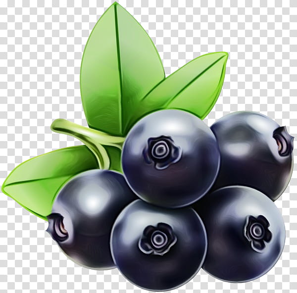 Fruit Tree, Bilberry, Blueberry, Huckleberry, Food, Superfood, Plant, Superfruit transparent background PNG clipart