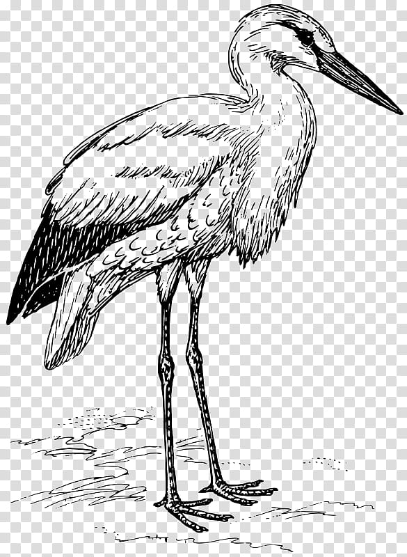 Crane Bird, Stork, White Stork, Beak, Cranelike Bird, Little Blue Heron, Wildlife, Whooping Crane transparent background PNG clipart