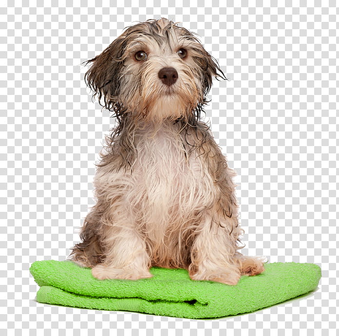 Puppy, Havanese Dog, Dog Grooming, Shih Tzu, Pet, Kennel, Dog Daycare, Shampoo transparent background PNG clipart