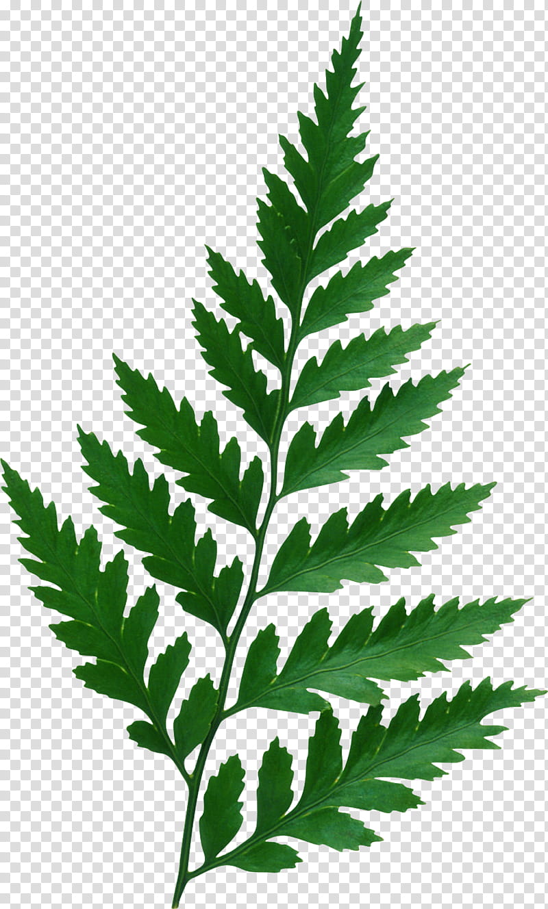 Hemp Leaf, Plants, Fern, Burknar, Plant Stem, Drawing, Vascular Plant, Ferns And Horsetails transparent background PNG clipart