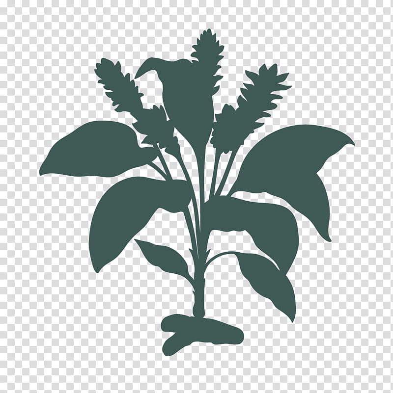 Leaf Illustration, Turmeric, Flower, Plant, Tree, Plant Stem, Herb transparent background PNG clipart