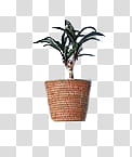 , green potted plant transparent background PNG clipart