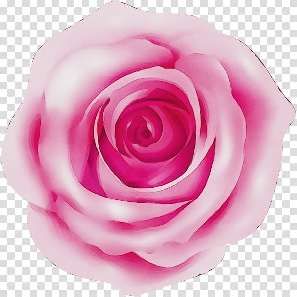Garden roses, Watercolor, Paint, Wet Ink, Pink, Flower, Petal, Hybrid Tea Rose, Rose Family, Floribunda transparent background PNG clipart