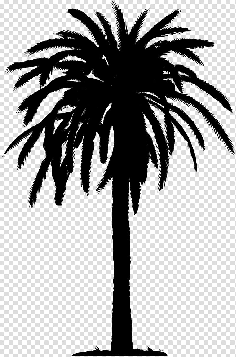 Palm Tree Silhouette, Asian Palmyra Palm, Date Palm, Palm Trees, Plant Stem, Plants, Branching, Borassus transparent background PNG clipart