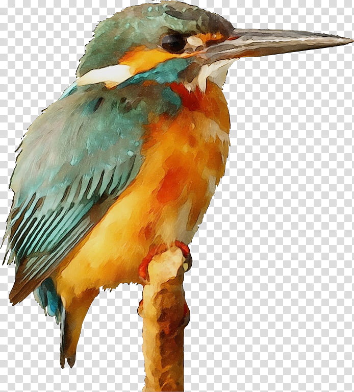 Hornbill Bird, Lovebird, Kingfisher, Common Kingfisher, Belted Kingfisher, Beak, Parrot, Drawing transparent background PNG clipart