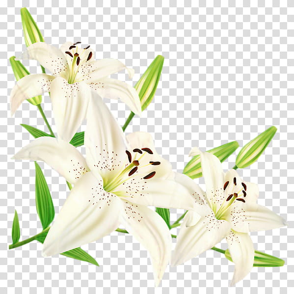 Easter Lily, Madonna Lily, Flower, Lily stargazer, Arumlily, Tiger Lily, Cut Flowers, Wood Lily transparent background PNG clipart