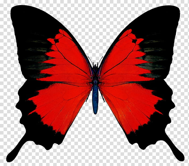 Watercolor Butterfly, Paint, Wet Ink, Brushfooted Butterflies, Black, Red, Borboleta, Drawing transparent background PNG clipart