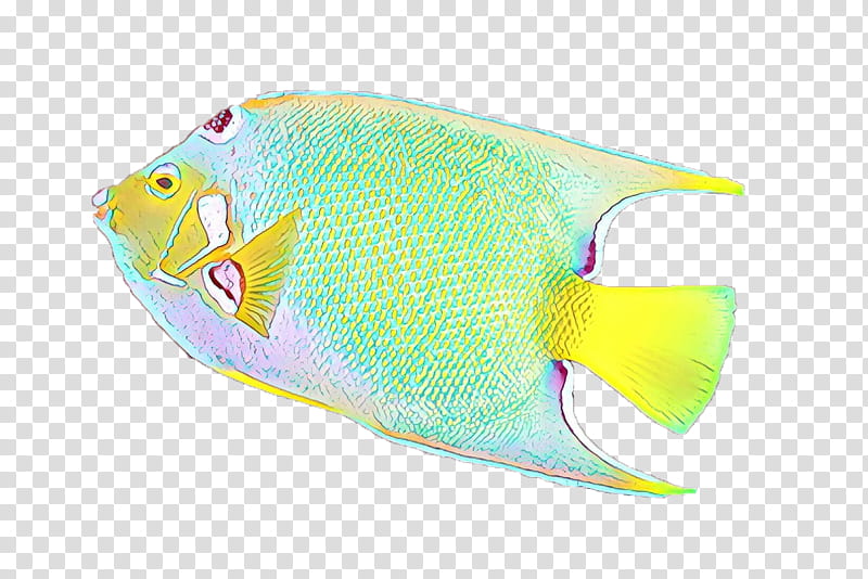 fish pomacanthidae fish butterflyfish holacanthus, Golden Angelfish, Fin, Parrotfish, Triggerfish, Bonyfish transparent background PNG clipart