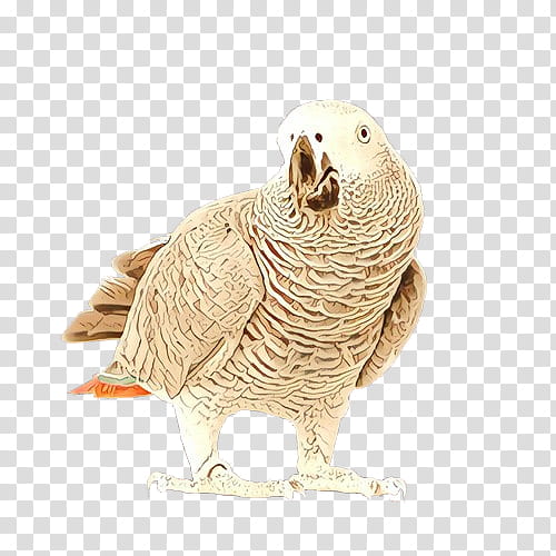 Bird Parrot, Beak, Bird Of Prey, Animal, Animal Figure, African Grey, Parakeet transparent background PNG clipart