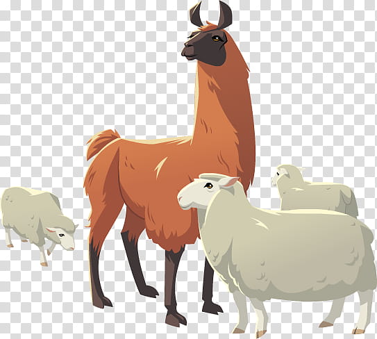 Llama, Alpaca, Animal, Cattle, Visual Perception, Camelid, Live, Cartoon transparent background PNG clipart