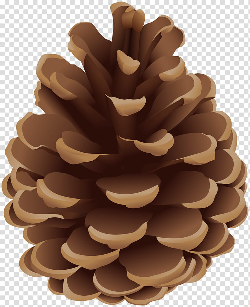 Family Tree, Conifer Cone, Pine, Drawing, Brown Pine, Sugar Pine, Plant, Pine Family transparent background PNG clipart