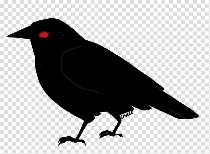 Bird Silhouette, American Crow, New Caledonian Crow, Rook, Common Raven, Blackbird, Beak, Crow Like Bird transparent background PNG clipart