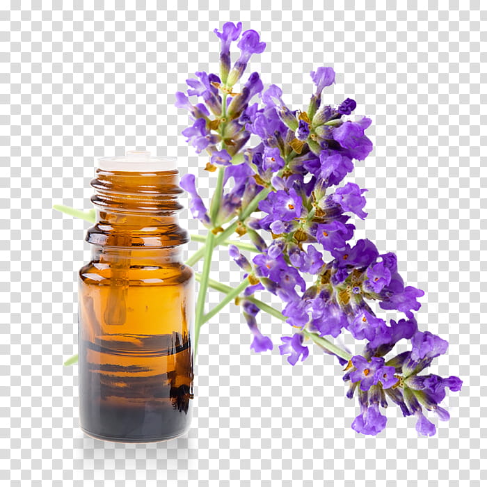 Lavender Flower, English Lavender, Lavandula Latifolia, Essential Oil, Lavender Oil, Aromatherapy, Young Living, Eucalyptus Oil transparent background PNG clipart