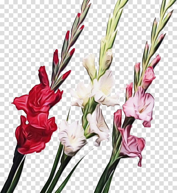 flower plant cut flowers gladiolus pedicel, Watercolor, Paint, Wet Ink, Iris Family, Petal, Plant Stem transparent background PNG clipart