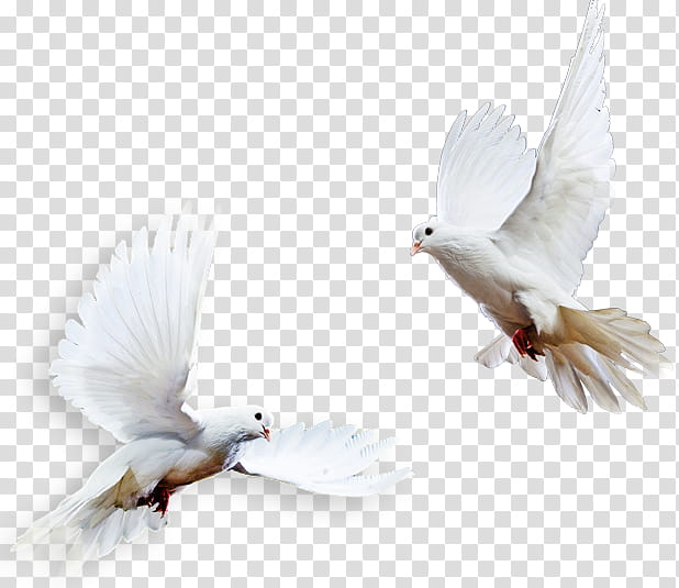 Dove Bird, Pigeons And Doves, Beak, Feather, White, Rock Dove, Wing transparent background PNG clipart