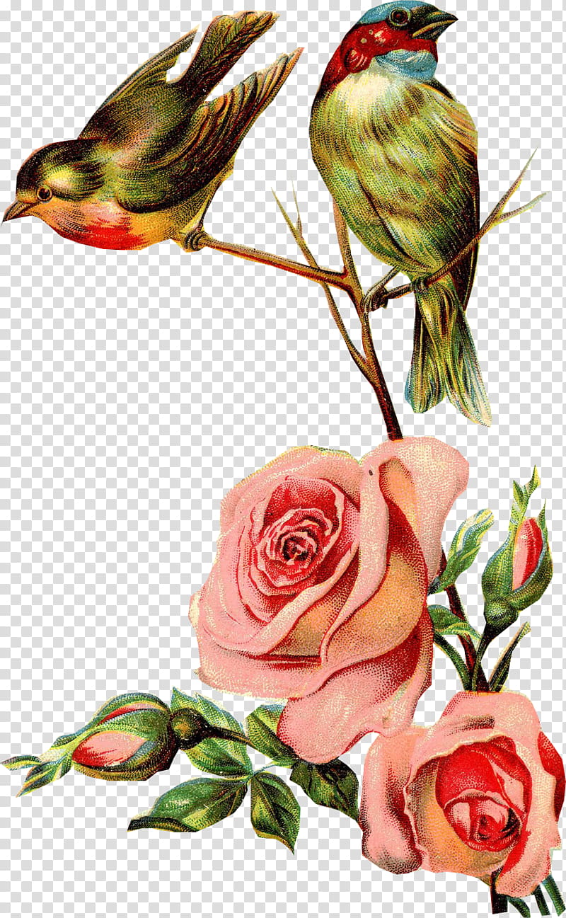 Vintage Flowers, two birds perching on branch near pink rose flowers transparent background PNG clipart