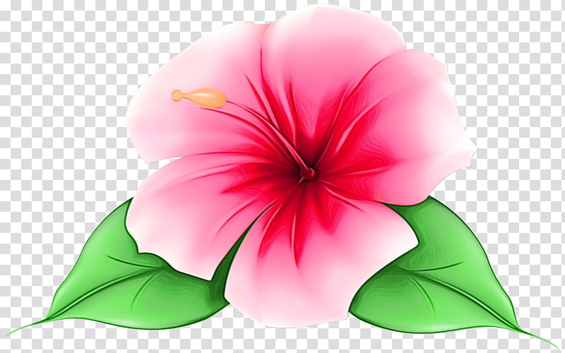 Pink Flower, Watercolor, Paint, Wet Ink, Rosemallows, Closeup, Annual Plant, Plants transparent background PNG clipart Pink Flower, Watercolor, Paint, Wet Ink, Rosemallows, Closeup, Annual Plant, Plants transparent background PNG clipart
