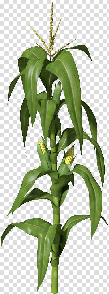 Corn, Drawing, Plants, Sweet Corn, Flower, Leaf, Terrestrial Plant, Houseplant transparent background PNG clipart