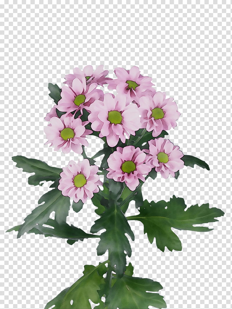 Pink Flowers, Primrose, Vervain, Cut Flowers, Annual Plant, Chrysanthemum, Plants, Petal transparent background PNG clipart