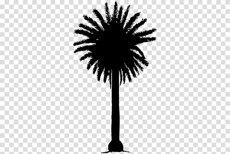 Palm Tree Silhouette, Argentina National Football Team, Asian Palmyra Palm, Fifa World Cup Qualifiers Conmebol, 2018 World Cup, Paraguay National Football Team, Lionel Messi, Arecales transparent background PNG clipart
