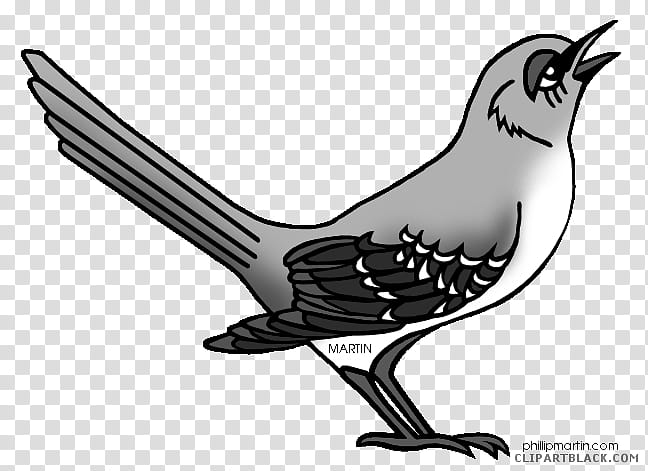 Bird Line Drawing, To Kill A Mockingbird, Jem Finch, Northern Mockingbird, Cartoon, Beak, Black And White
, Line Art transparent background PNG clipart