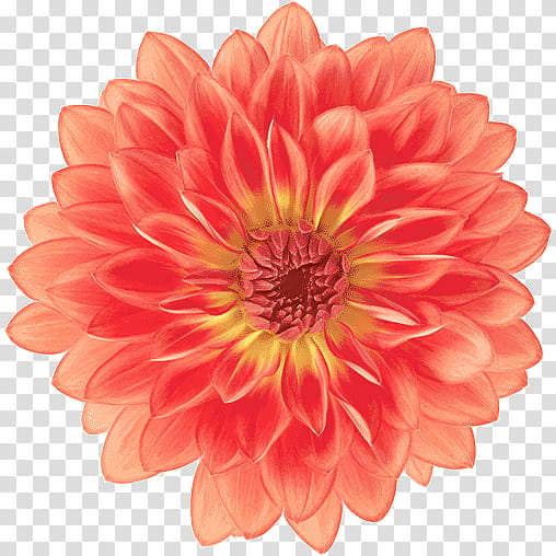 Orange, Flower, Flowering Plant, Petal, Barberton Daisy, Gerbera, Pink, Peach transparent background PNG clipart