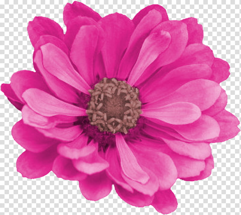 Smile Scrap Kit Freebie, pink flowers transparent background PNG clipart