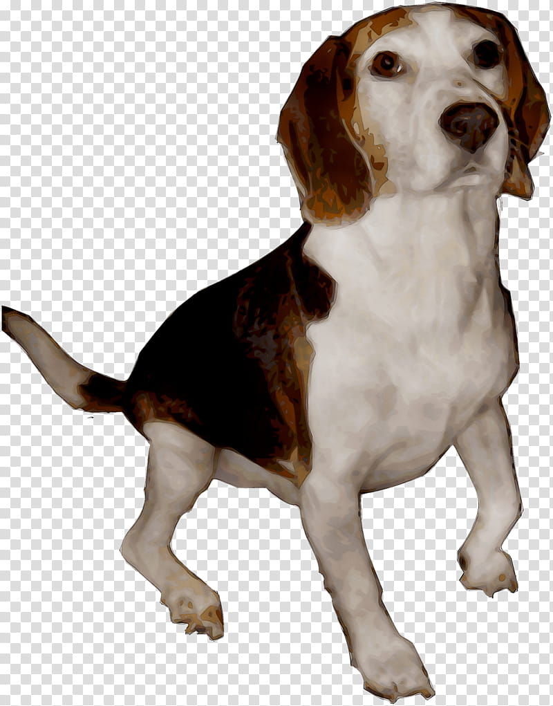 Cartoon Dog, Beagle, Harrier, English Foxhound, American Foxhound, Finnish Hound, Beagleharrier, Hamilton Hound transparent background PNG clipart