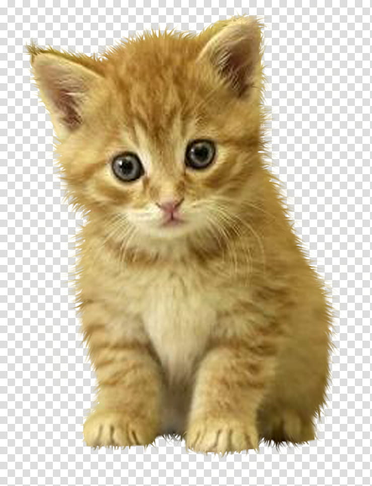 cats , orange tab transparent background PNG clipart